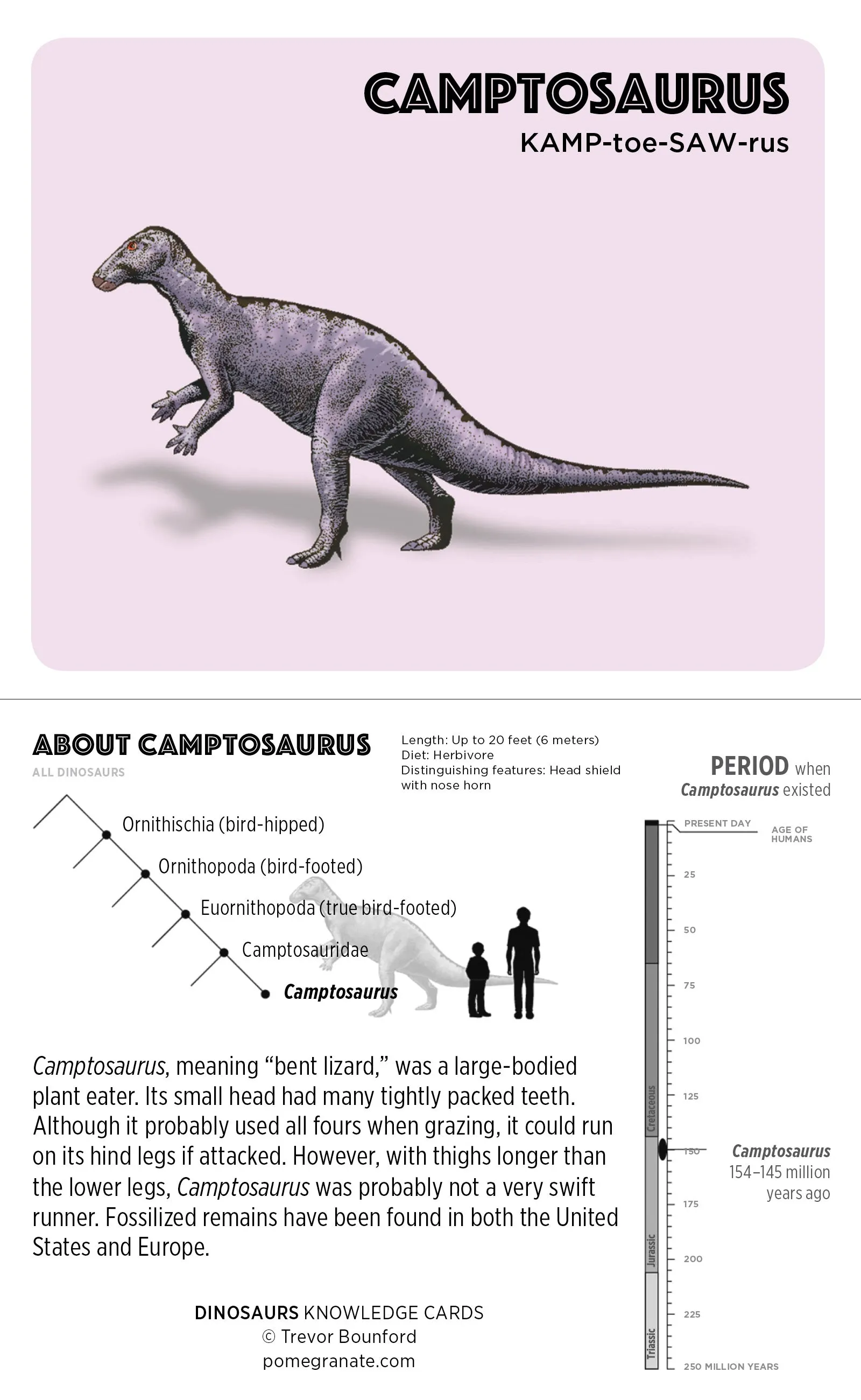 Dinosaurs Knowledge Cards