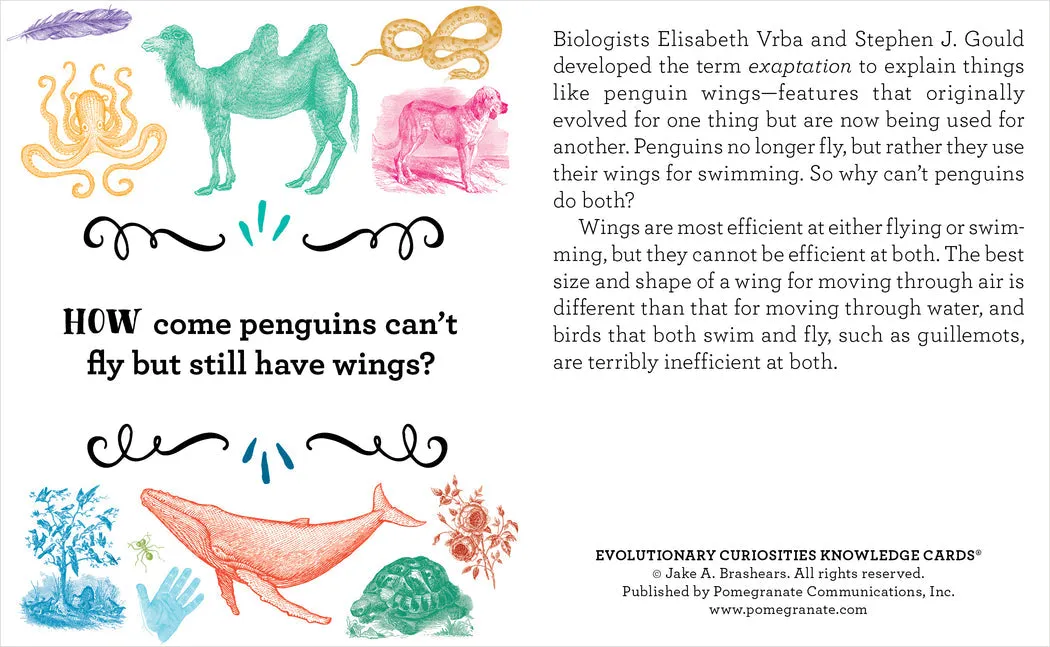 Evolutionary Curiosities Knowledge Cards