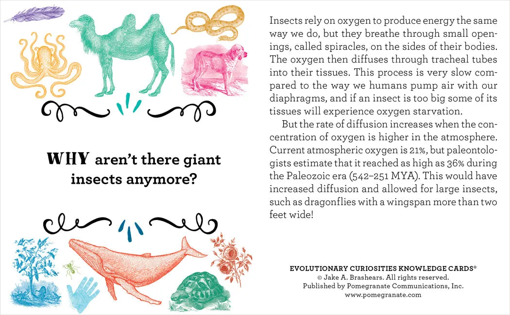 Evolutionary Curiosities Knowledge Cards