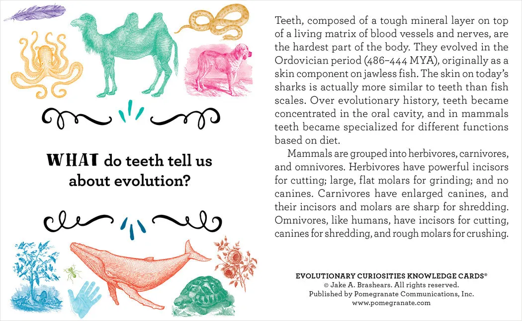 Evolutionary Curiosities Knowledge Cards